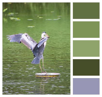 Grey Heron Bird Lake Image